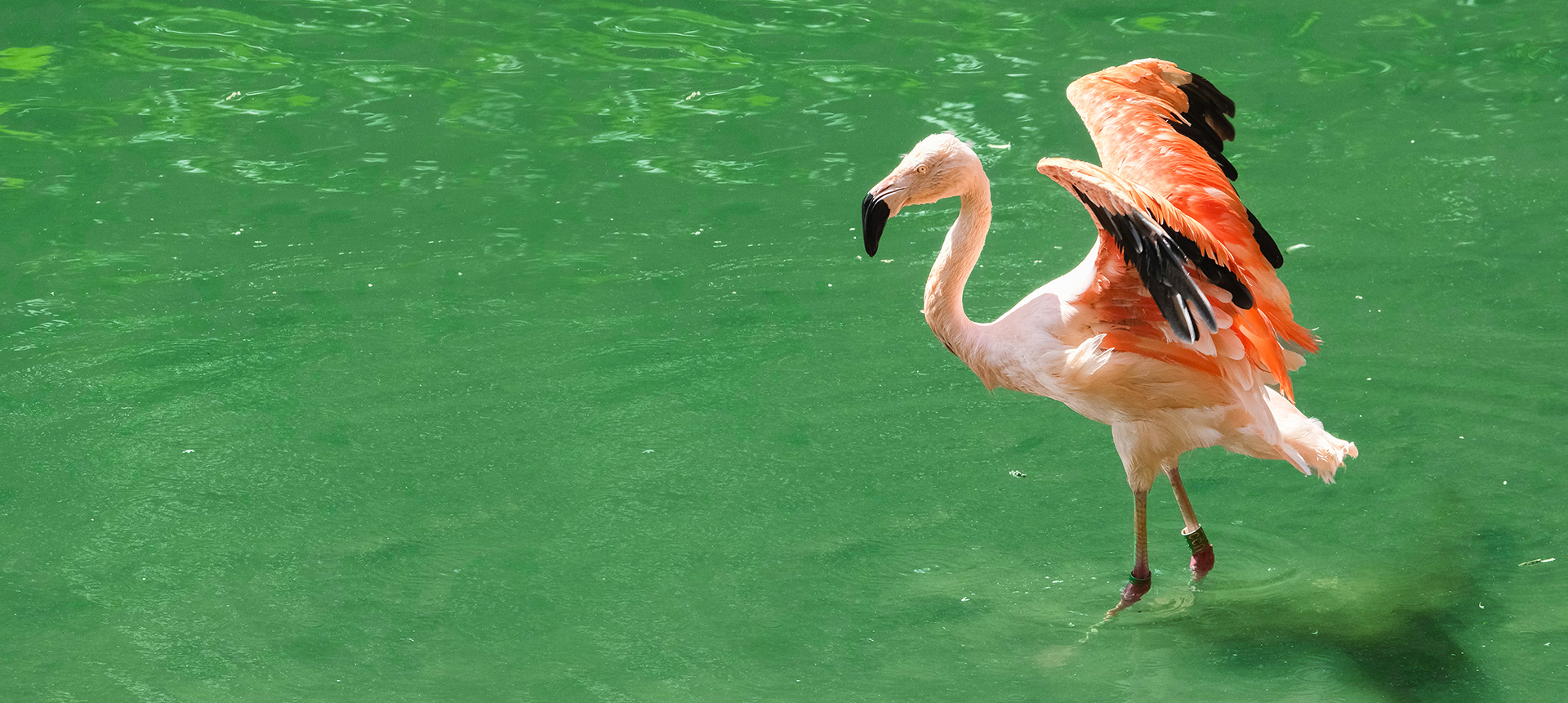 Flamingo_a2